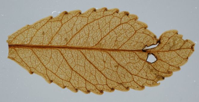 Cientistas encontram folhas 'mumificadas' de 23 milhões de anos atrás