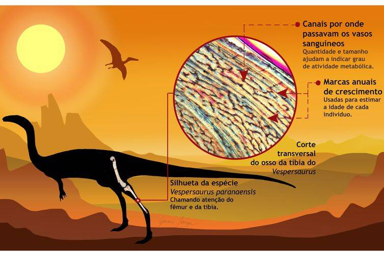 Cientistas divulgam novas descobertas sobre dinossauro brasileiro