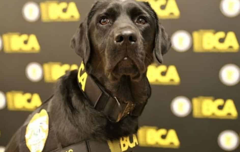 Cão é treinado para encontrar provas de crimes em aparelhos eletrônicos