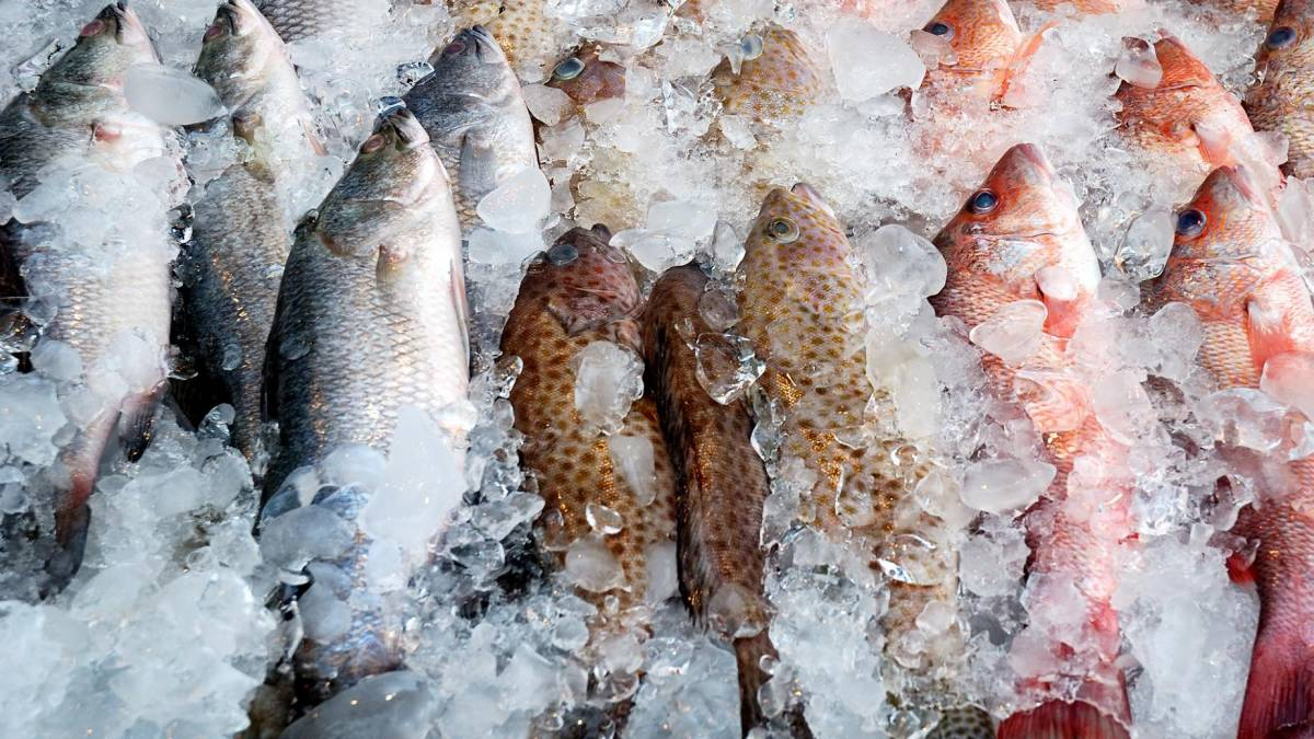 China detecta coronavírus em peixe congelado e suspende importação do Brasil