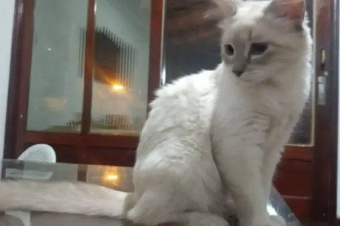 Gato é o primeiro animal diagnosticado com Covid-19 no Brasil